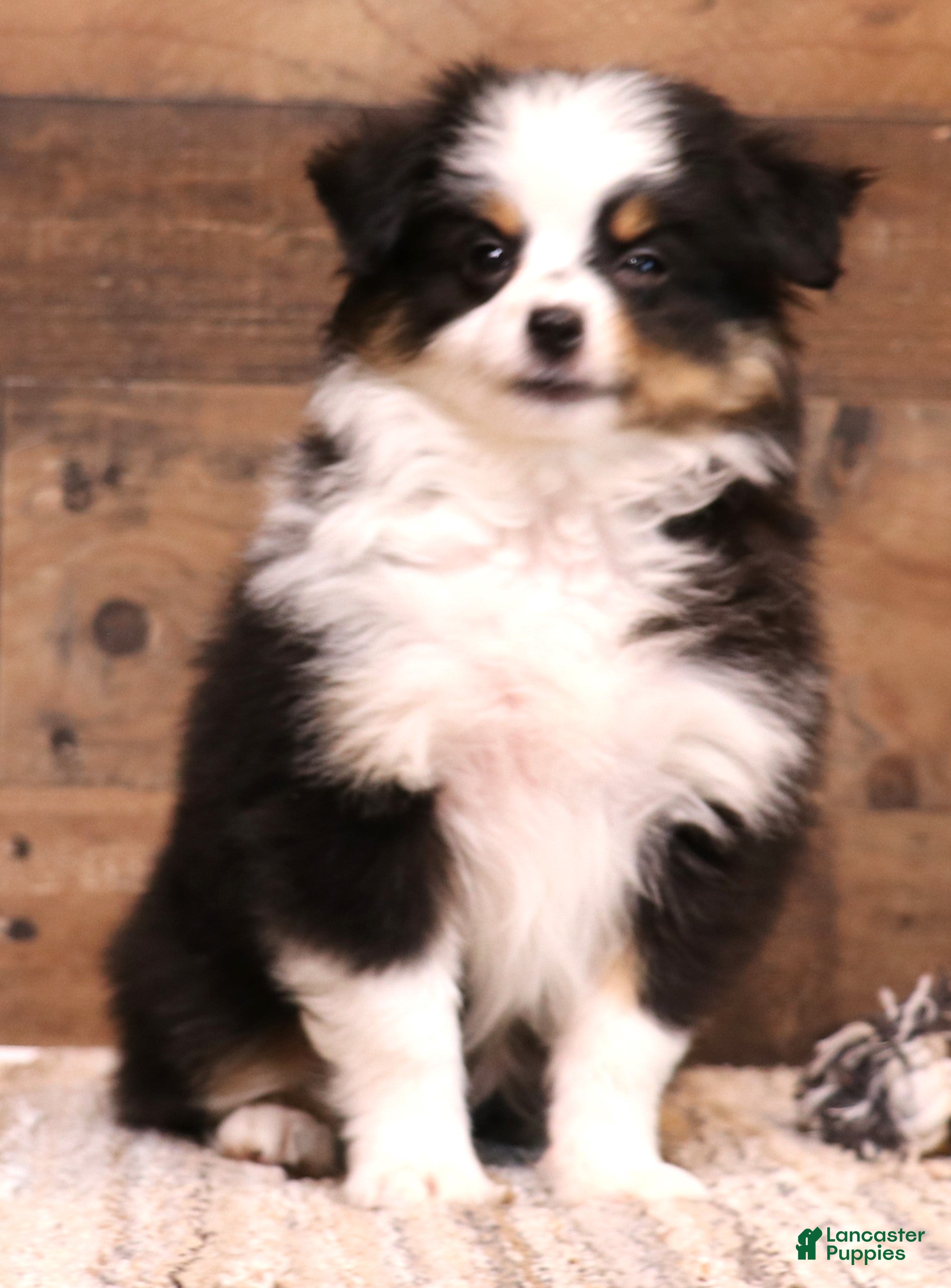 Toy Australian Shepherd dogs Tessa beautiful white collar & bib - Ad 23