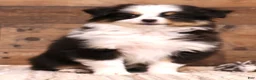 Toy Australian Shepherd dogs for sale: Tessa beautiful white collar & bib - Ad 1