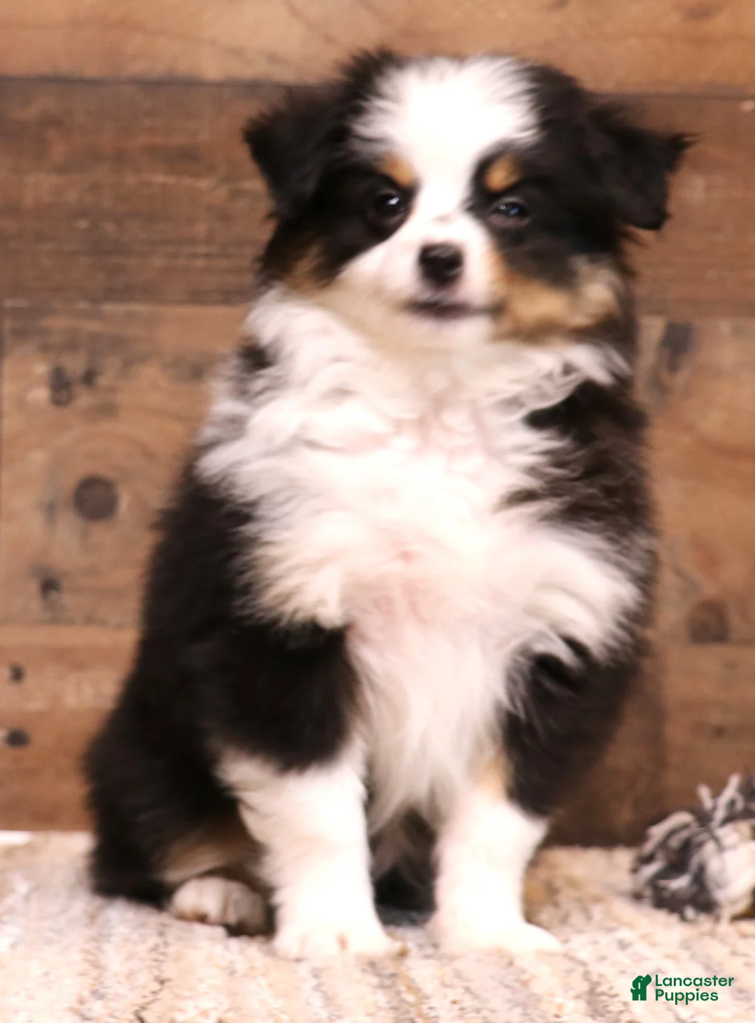 Toy Australian Shepherd dogs for sale: Tessa beautiful white collar & bib - Ad 1