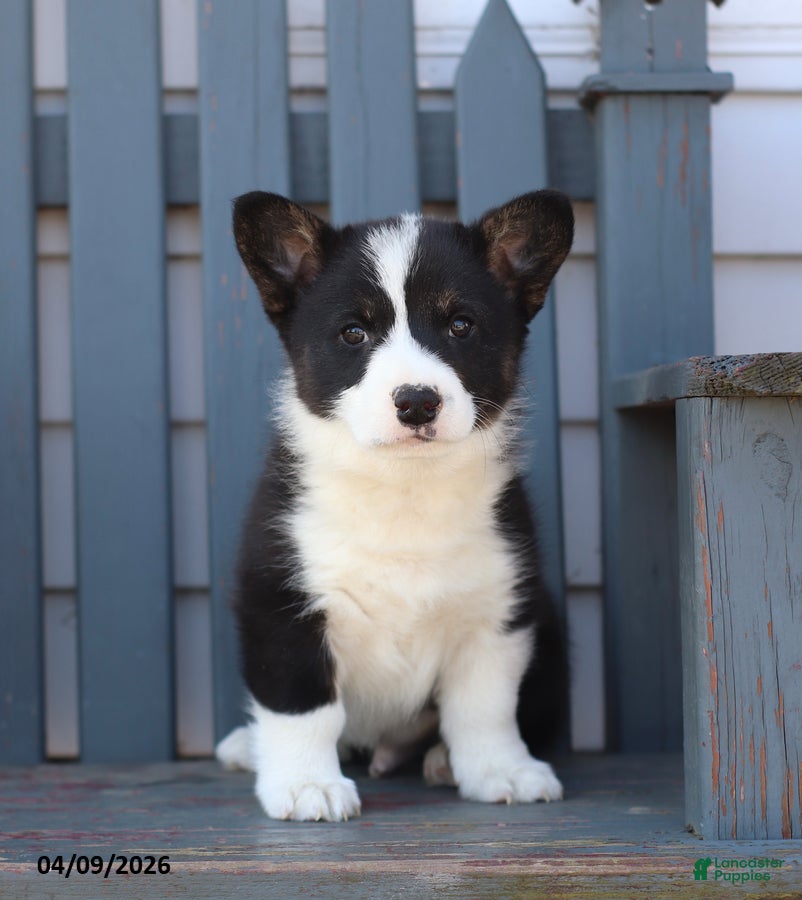 Welsh Corgi Pembroke dogs Banjo - Ad 1