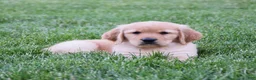 Golden Retriever dogs for sale: Halo - Ad 4