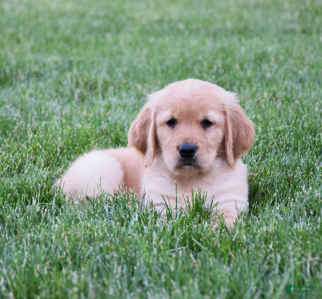 Golden Retriever dogs for sale: Halo - Ad 4