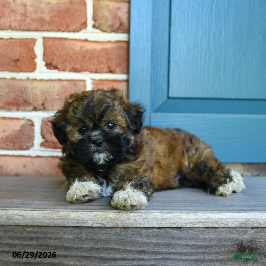 Teddy Bear dogs Stormi - Ad 2