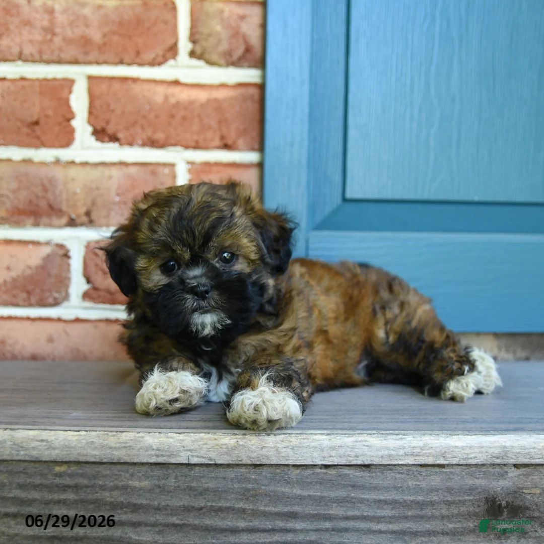 Teddy Bear dogs for sale: Stormi - Ad 2