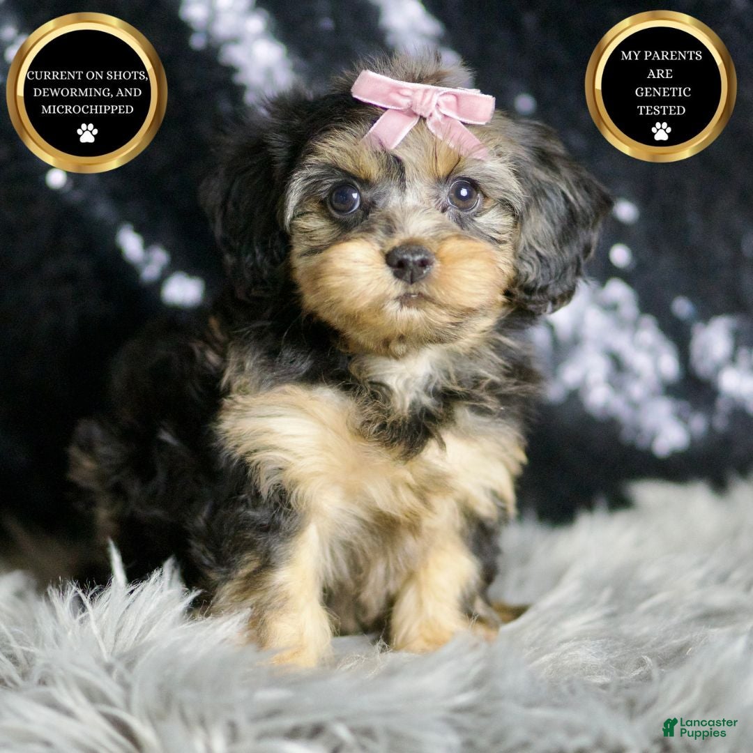 Yorkiepoo dogs for sale: Daphne - Ad 10