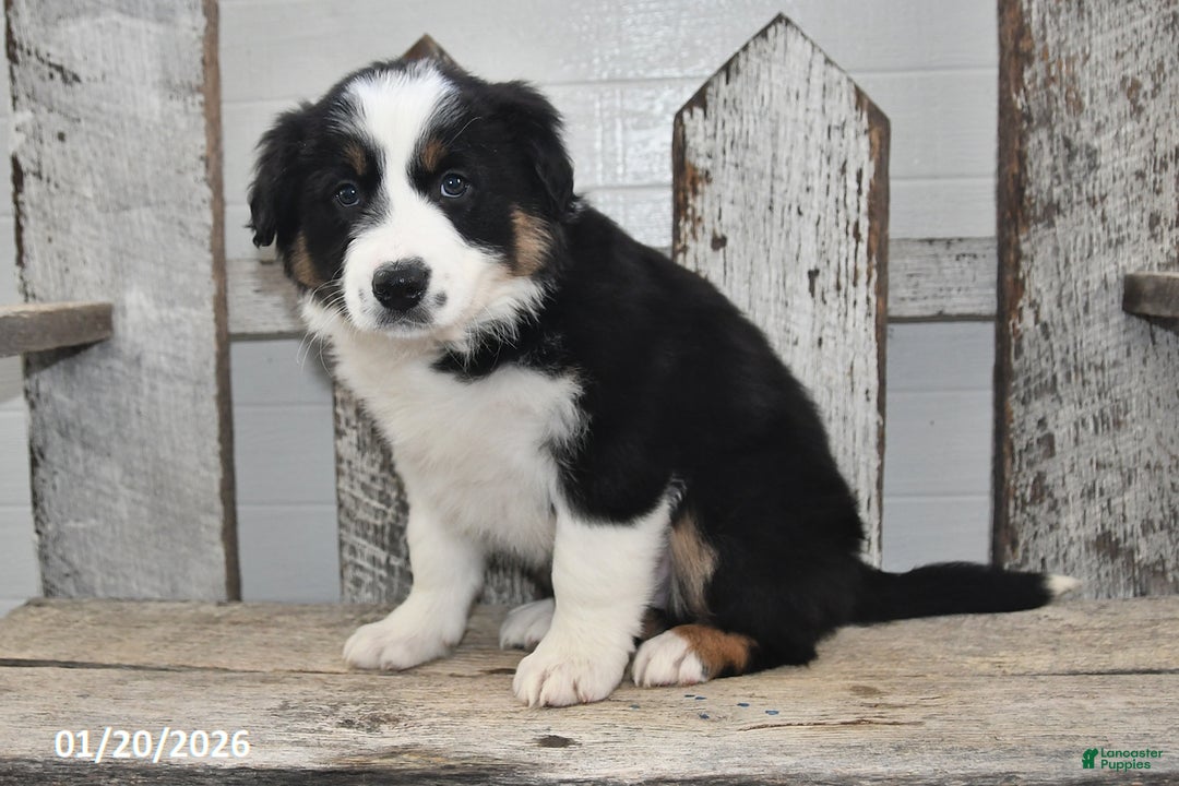 Border Collie dogs for sale: Blitz - Ad 2