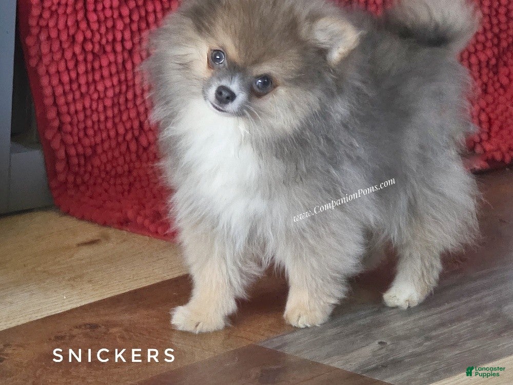 Pomeranian dogs 💙 Snickers –3.5-4 Pounds Adult Size -Rare Blue Sable Pomeranian Boy 💙🐾 - Ad 2