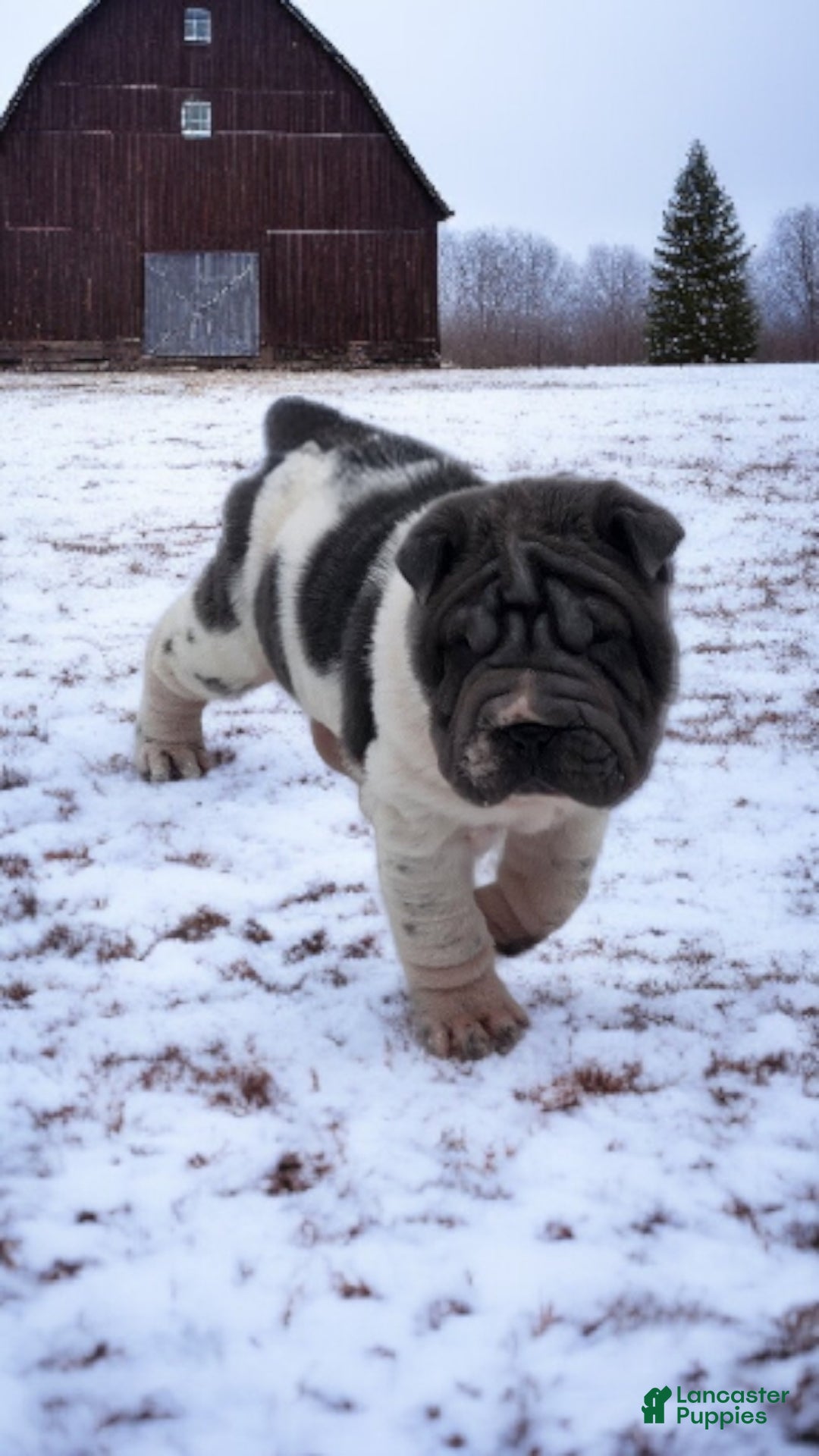Shar Pei dogs for sale: Bluella blue flower mini - Ad 6