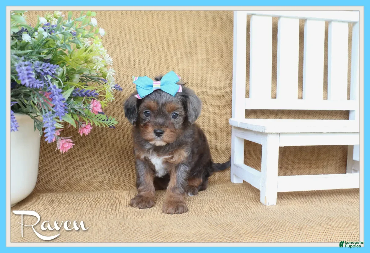 Cavapoo dogs Raven - Ad 1