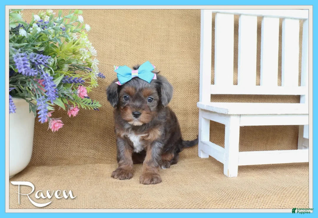 Cavapoo dogs for sale: Raven - Ad 1
