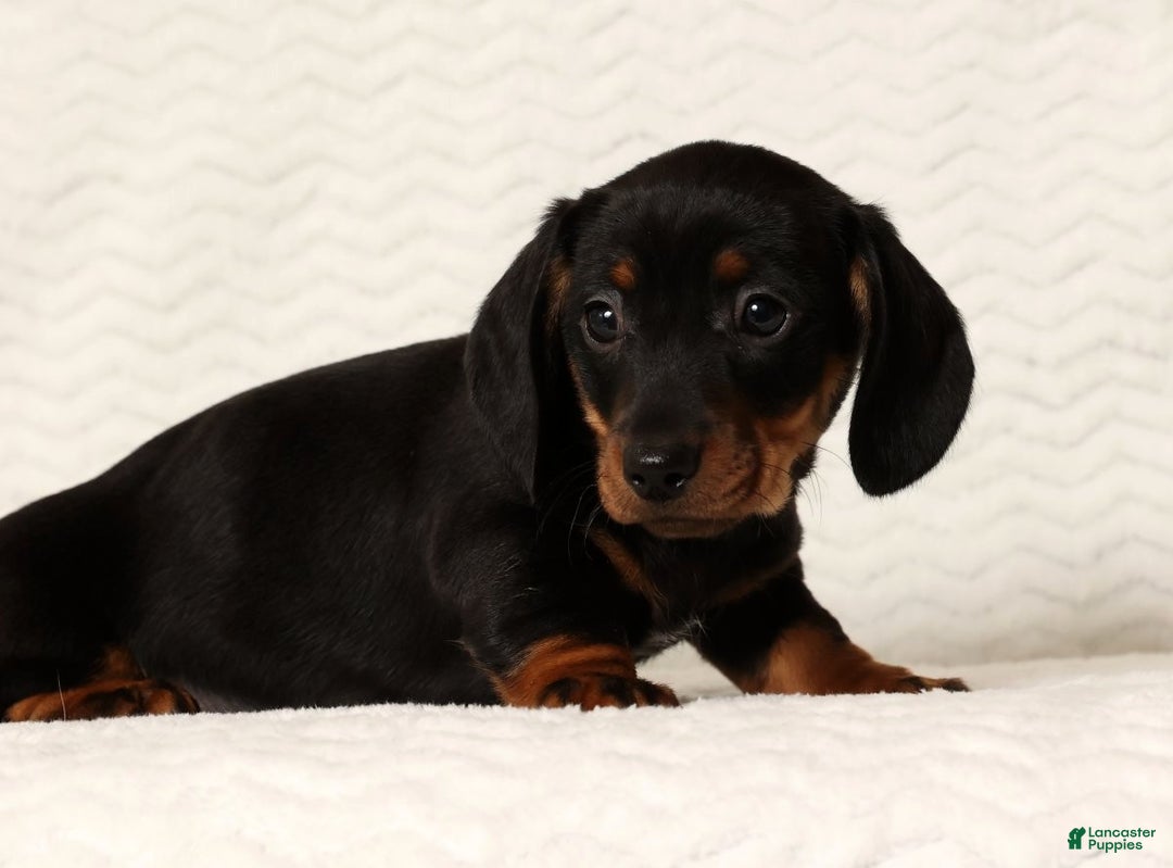 Miniature Dachshund dogs for sale: Rudolph - Ad 2