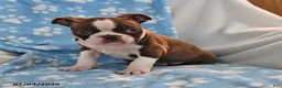 Boston Terrier dogs for sale: Jimmy - Ad 4