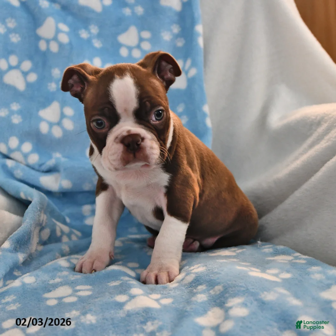 Boston Terrier dogs for sale: Jimmy - Ad 4