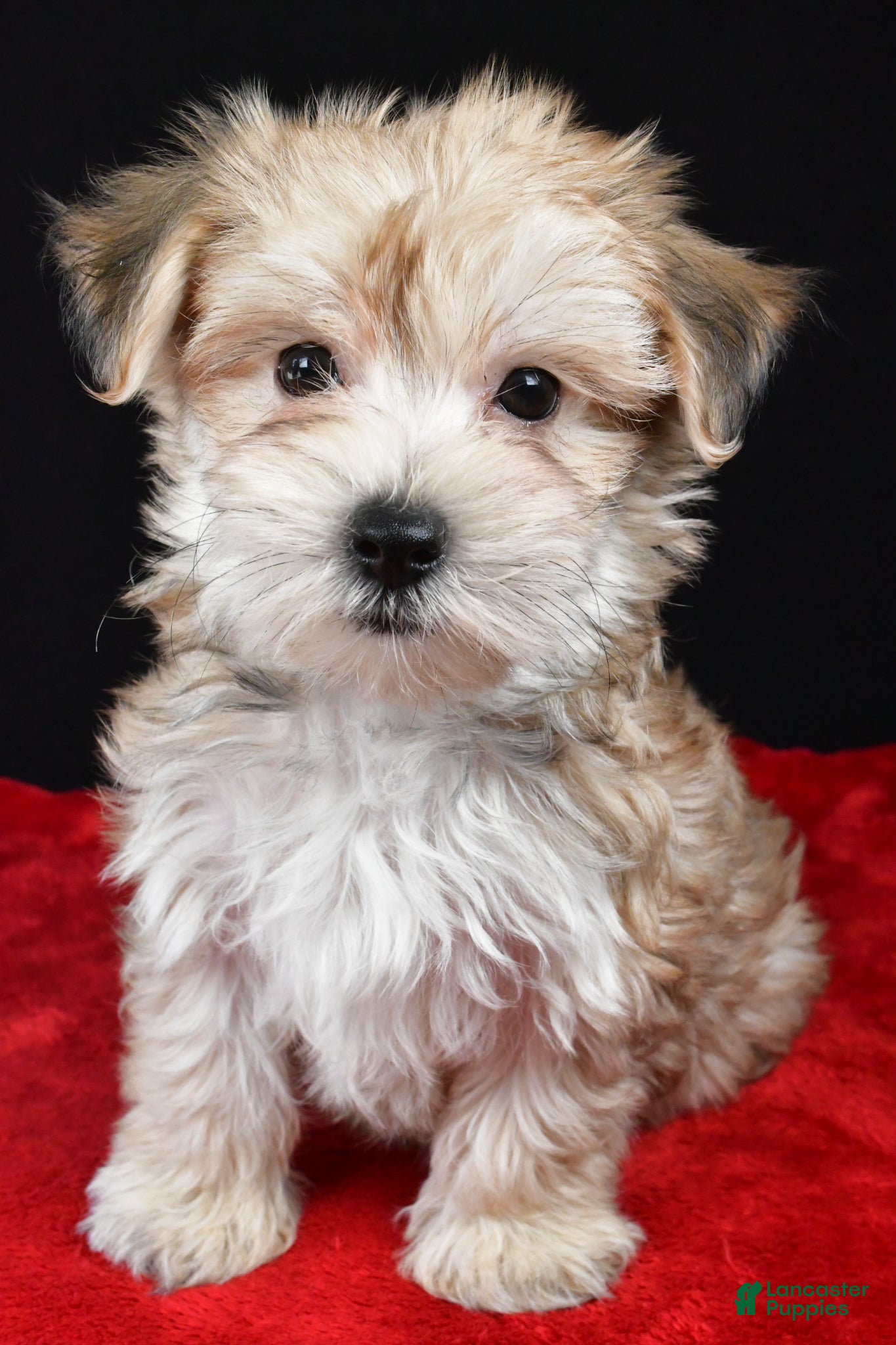 Morkie dogs Chuckie - Ad 2