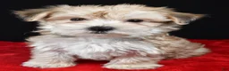 Morkie dogs for sale: Chuckie - Ad 2