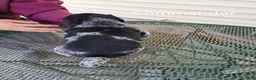 German Shorthaired Pointer dogs for sale: Commander  - Ad 2