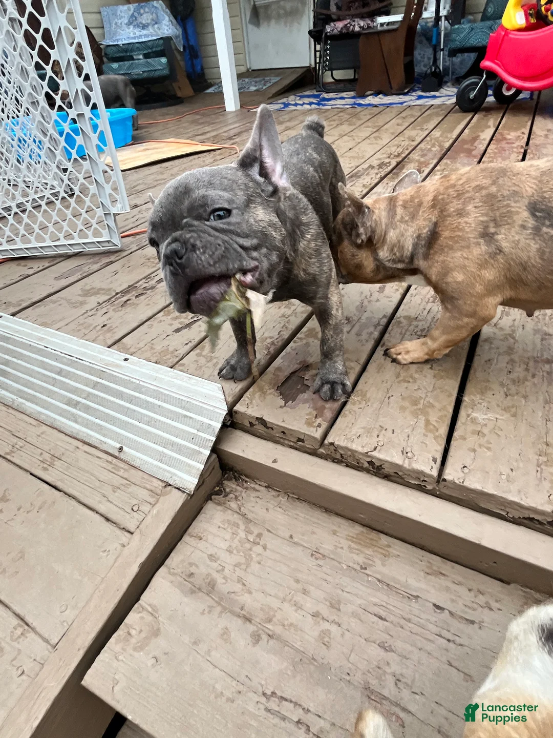 French Bulldog dogs for sale: French Bulldog 1 - Ad 2