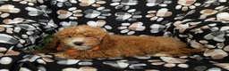 Mini Goldendoodle dogs for sale: Cody Hypoallergenic - Ad 4