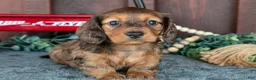 Miniature Dachshund dogs for sale: Cokey - Ad 3