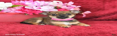 Mocha