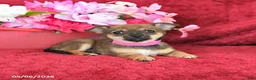 Chihuahua dogs for sale: Mocha - Ad 1
