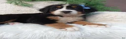 Bernese Mountain Dog dogs for sale: Champ - Ad 3