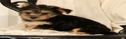 Yochon dogs for sale: Katie - Ad 9