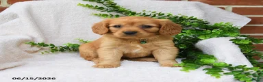 Ozzie