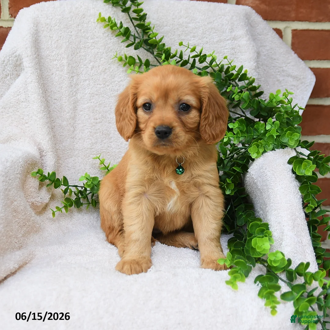 Miniature Golden Retriever dogs for sale: Ozzie - Ad 1