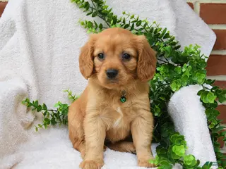 Miniature Golden Retriever dogs for sale: Ozzie - Ad 3
