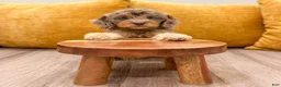 Cavapoo dogs for sale: Rilla - Ad 2