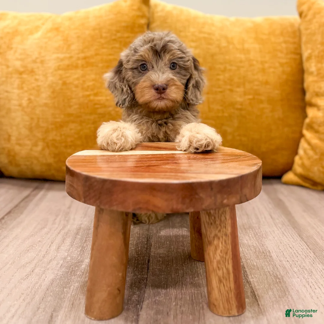 Cavapoo dogs for sale: Rilla - Ad 2