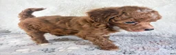 Toy Poodle dogs for sale: Xander - Ad 3
