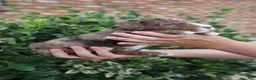 Mixed Breed dogs for sale: Harry Potter - Ad 8