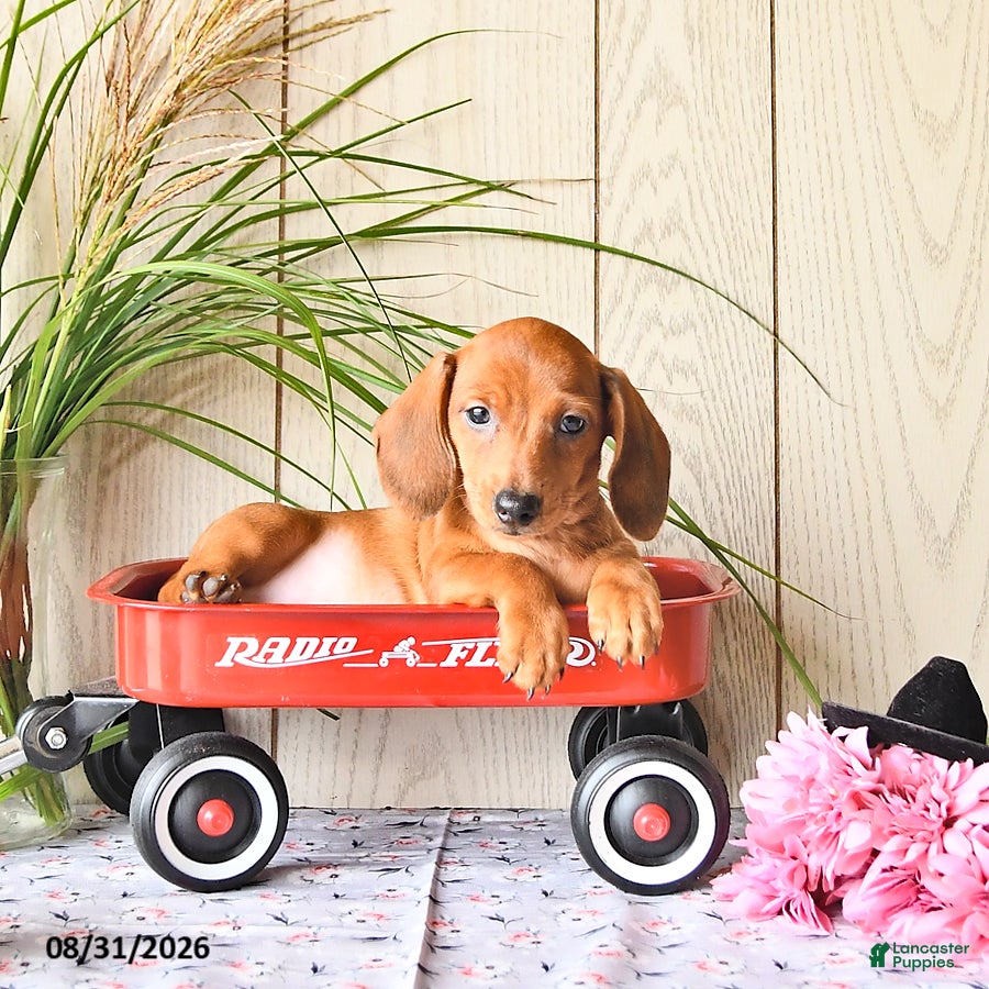 Miniature Dachshund dogs Timmy - Ad 1