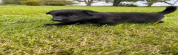 German Shepherd dogs for sale: Black boy with white chest - Ad 2