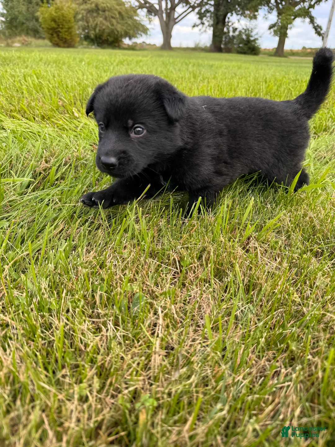 German Shepherd dogs for sale: Black boy with white chest - Ad 2