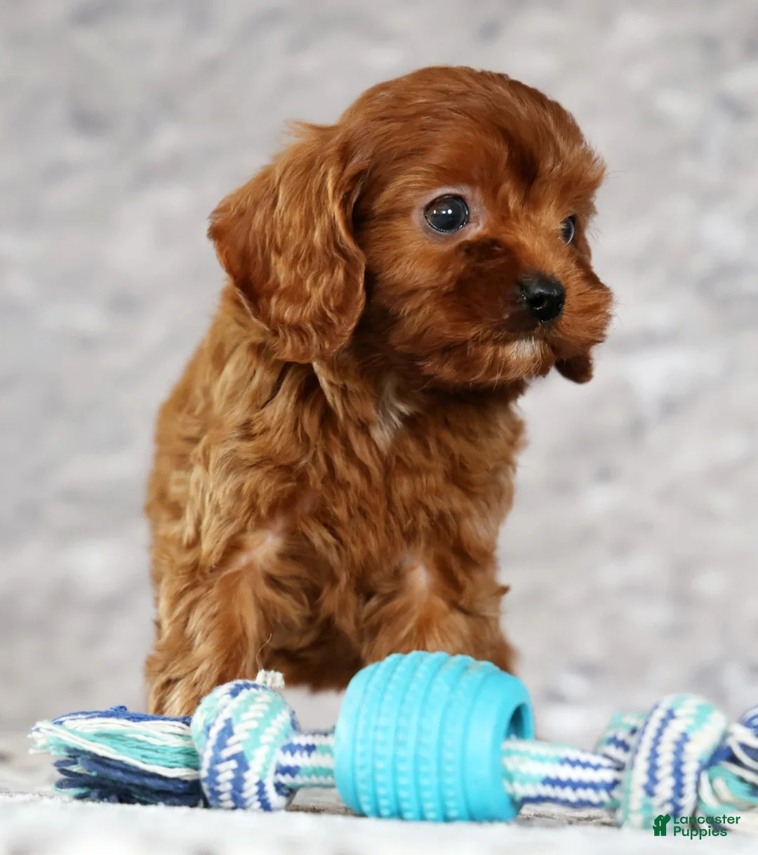 Cavapoo dogs for sale: Mason - Ad 6