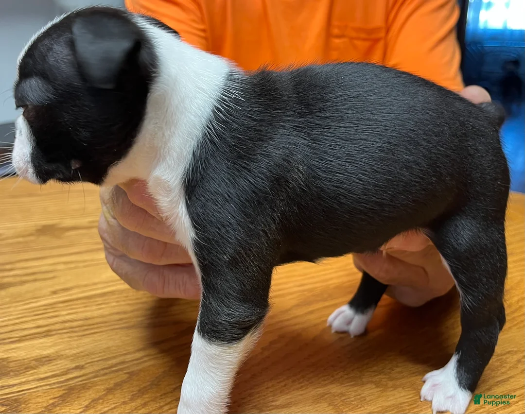 Boston Terrier dogs for sale: Boston Terrier 5 - Henry  - Ad 2