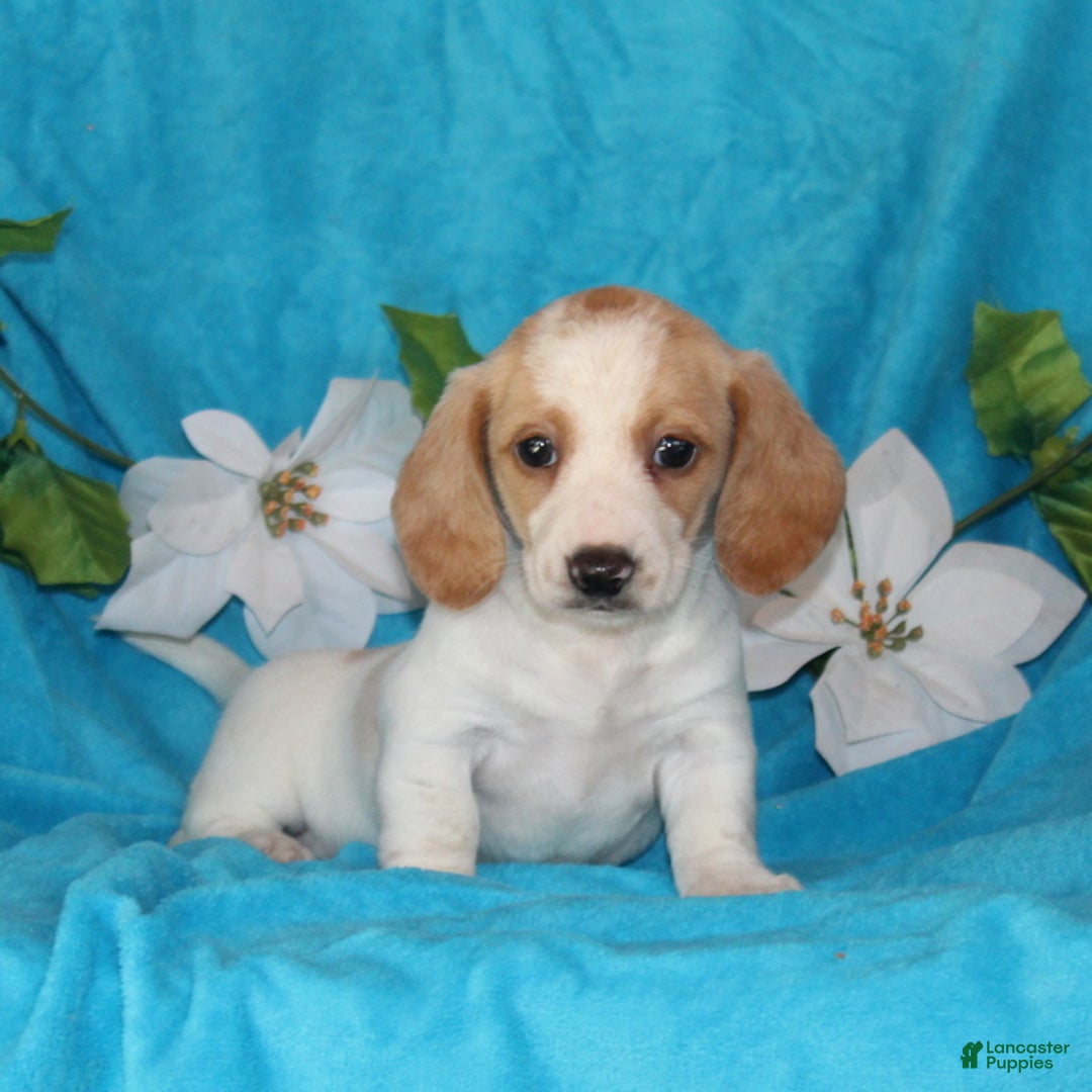 Miniature Dachshund dogs for sale: Destiny - Ad 1