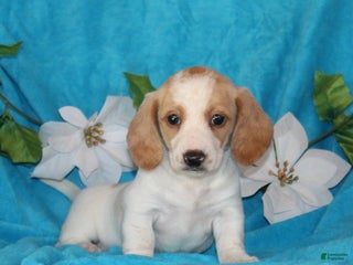 Miniature Dachshund dogs Destiny - Ad 26