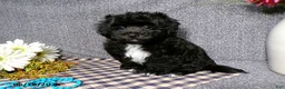 Havapoo dogs for sale: Cory - Ad 5