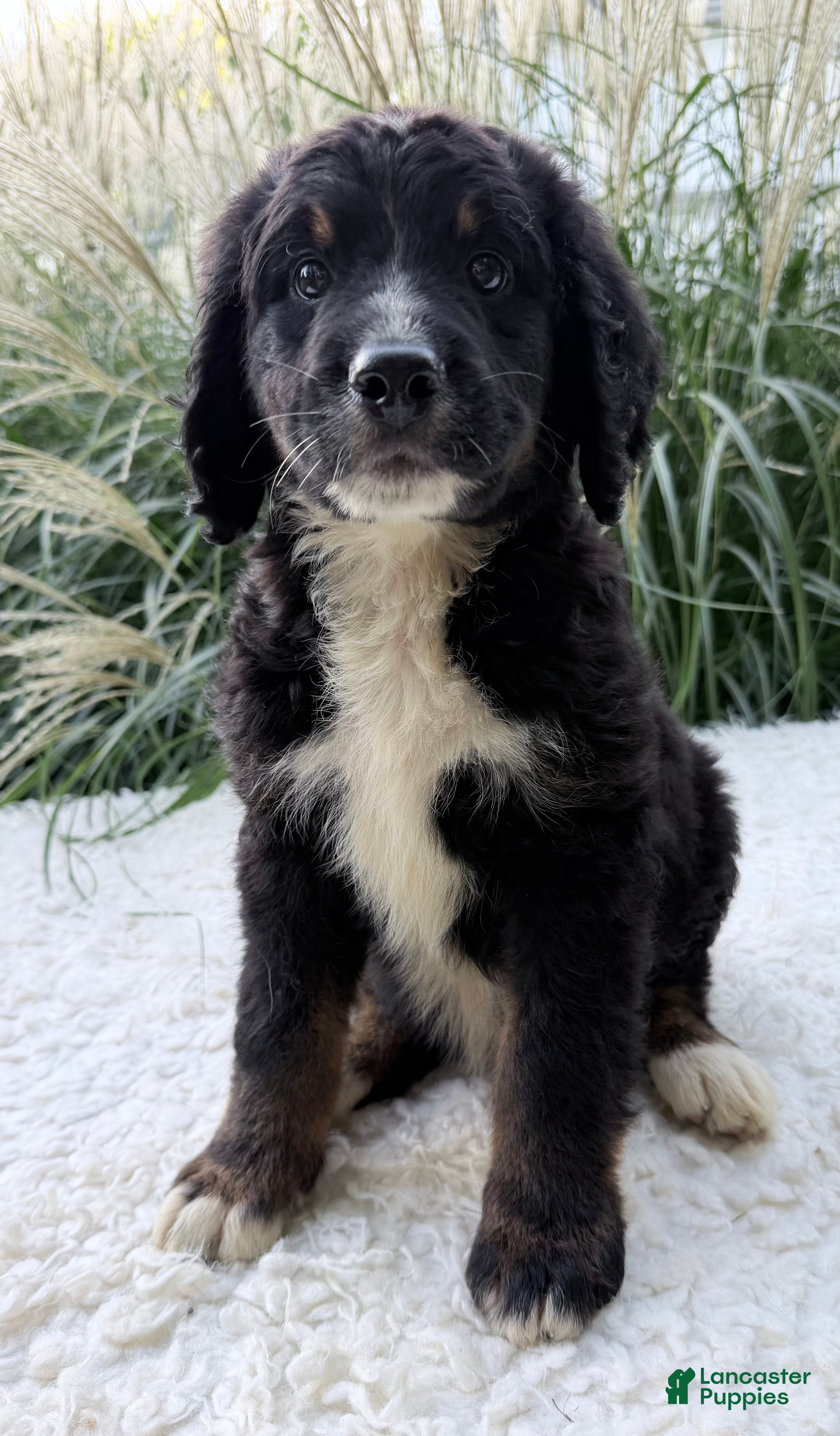 Bernedoodle dogs Patches - Ad 2