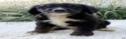 Bernedoodle dogs for sale: Patches - Ad 2