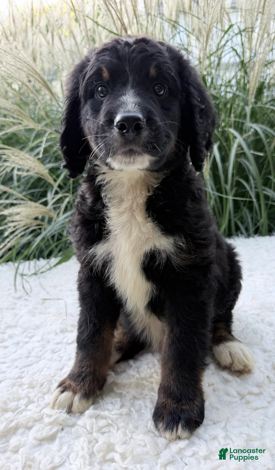Bernedoodle dogs for sale: Patches - Ad 2