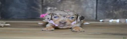 Miniature Dachshund dogs for sale: Tina - Ad 1