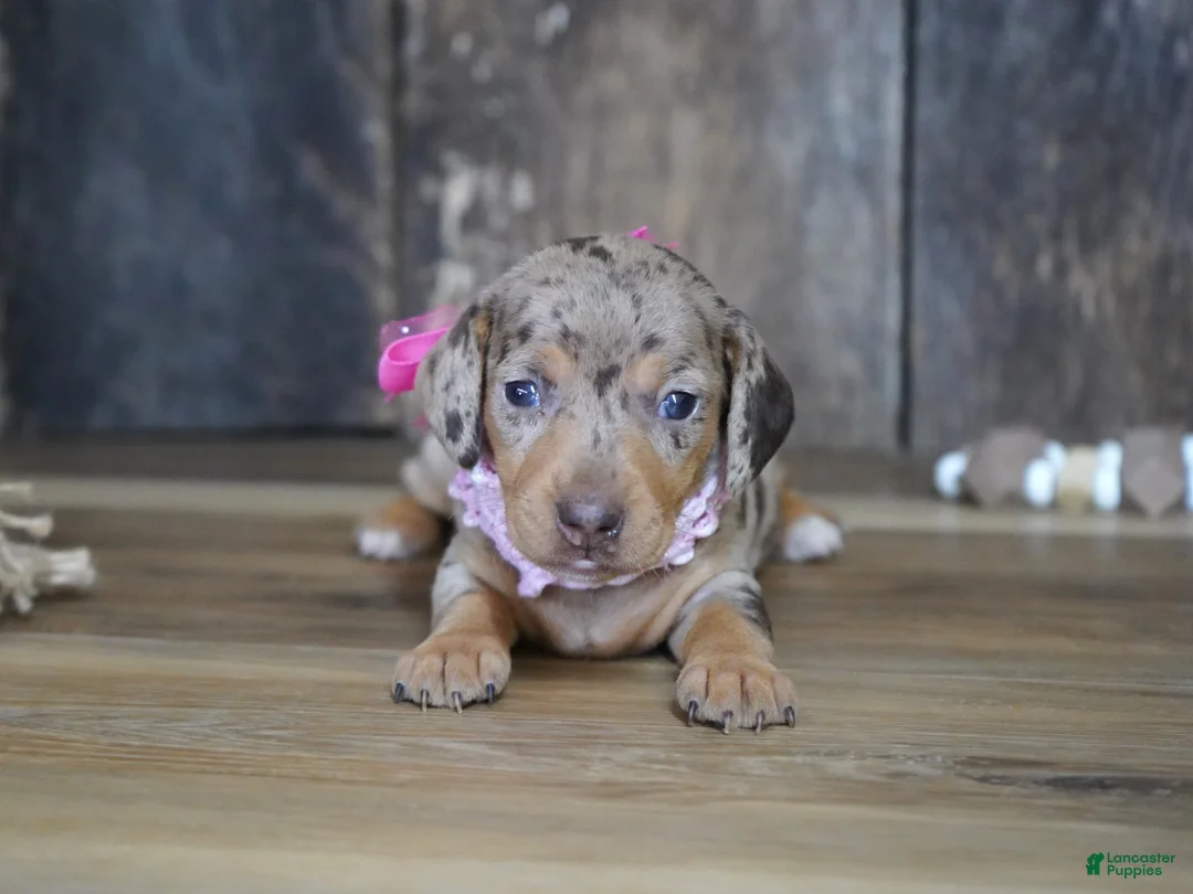 Miniature Dachshund dogs for sale: Tina - Ad 1