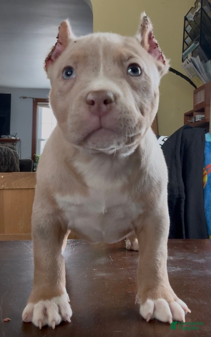 American Bully dogs Lilac Tri Merle Male  - Ad 19
