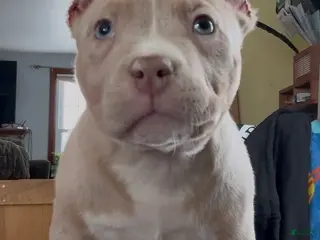 American Bully dogs Lilac Tri Merle Male - Ad 24