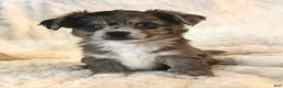 Mixed Breed dogs for sale: Bentley - Ad 1